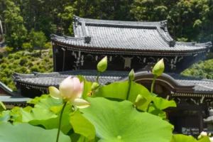 ชุมชนพุทธเถรวาทในญี่ปุ่นขยายตัวอย่างต่อเนื่อง